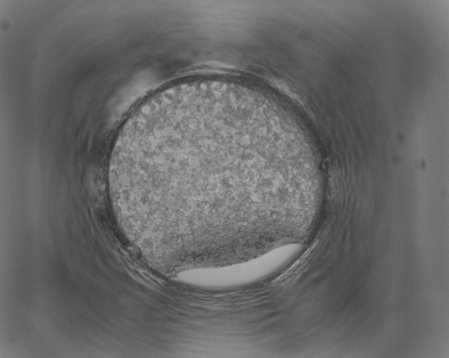 X0000062621355200601181644