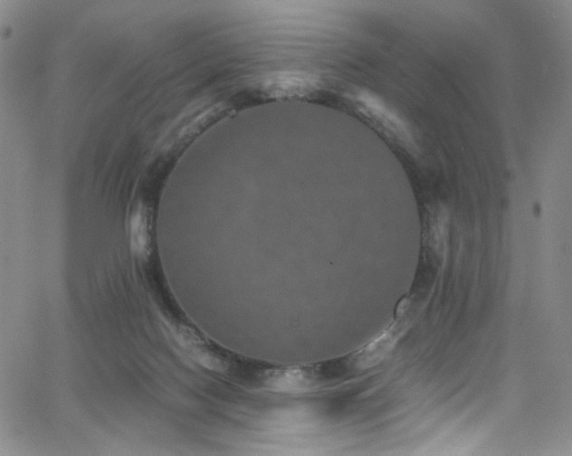 X0000062630074200512211240