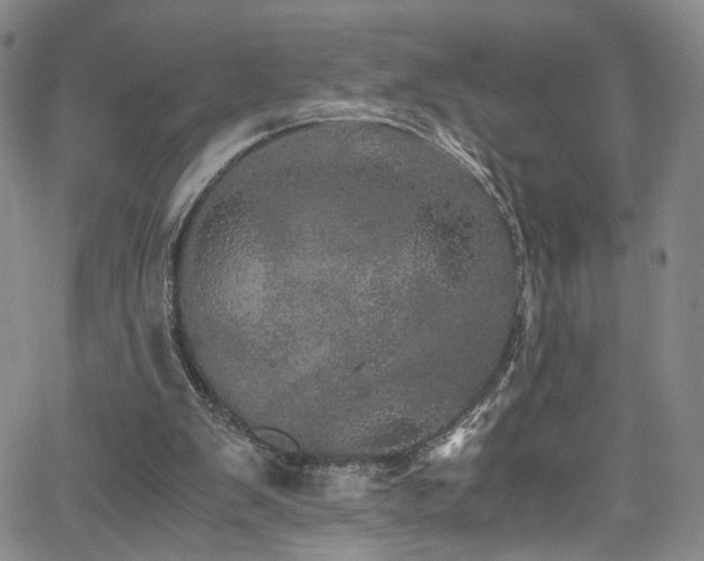 X0000062630103200512211239