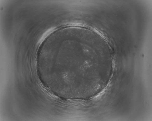 X0000062630199200512211238