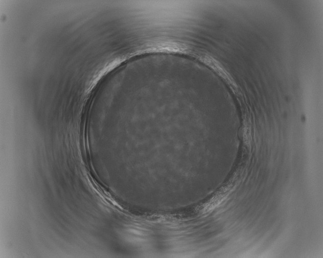 X0000062630434200512211233