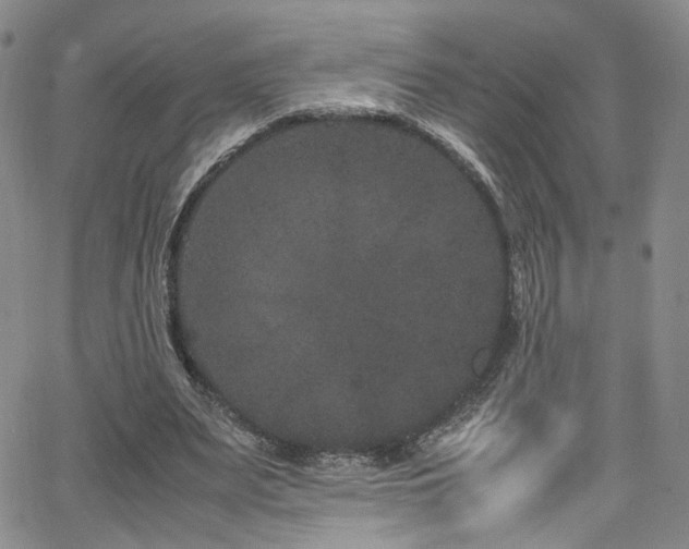 X0000062630487200512211233