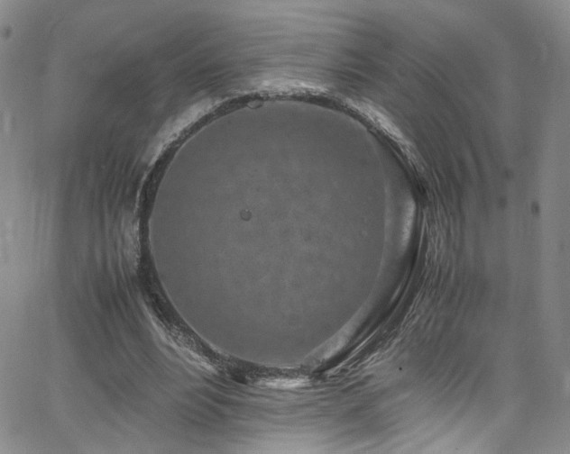 X0000062630488200512211233