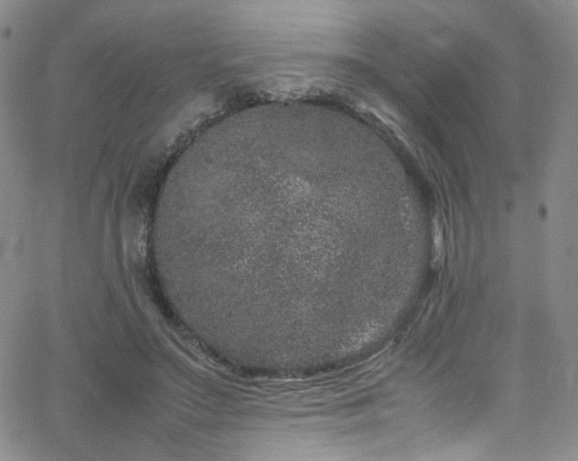 X0000062630499200512211232