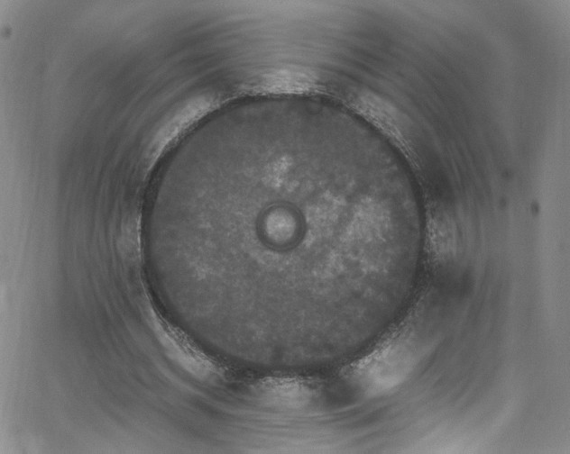 X0000062630534200512211231