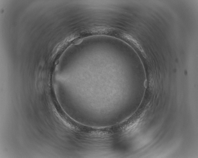 X0000062630633200512211230