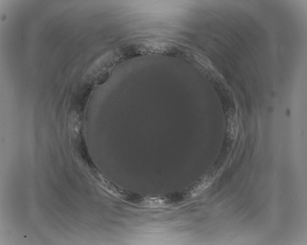 X0000062630701200512211229