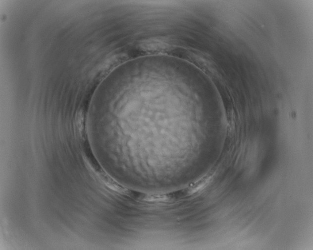 X0000062630767200512211229