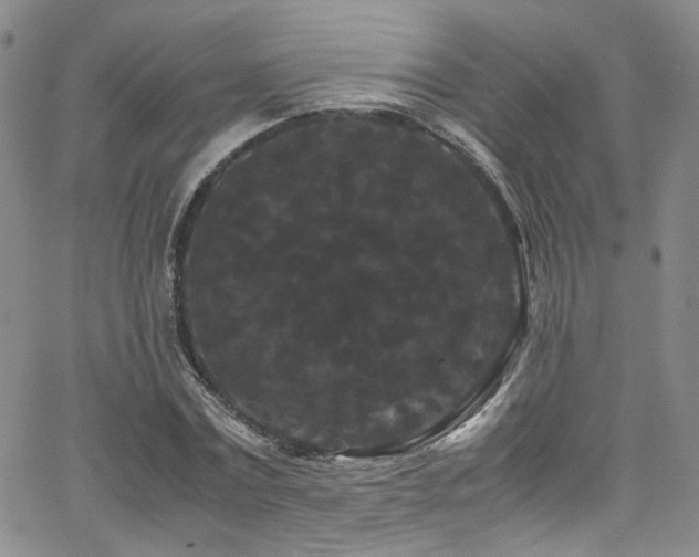 X0000062630779200512211228