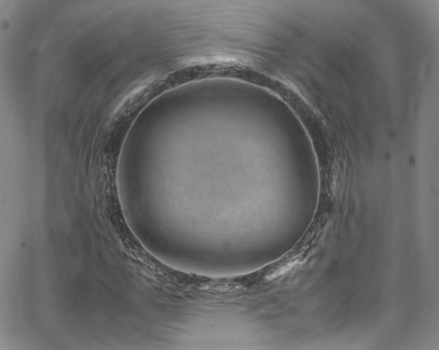 X0000062630967200512211225