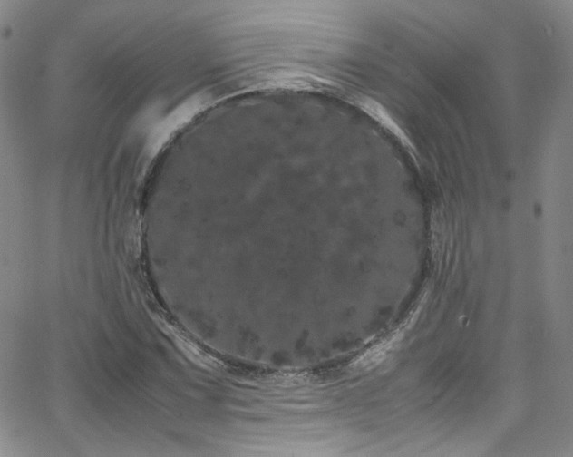 X0000062631067200512211223