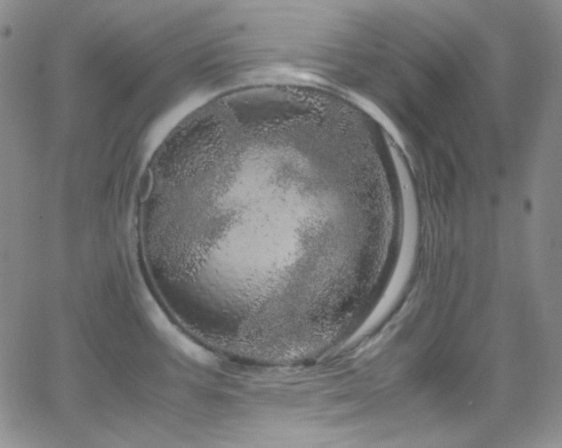 X0000062631387200512211218
