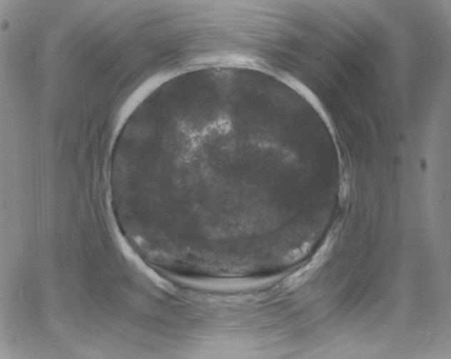 X0000062631389200512211217