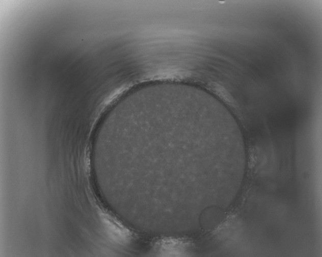 X0000062630632200512231014