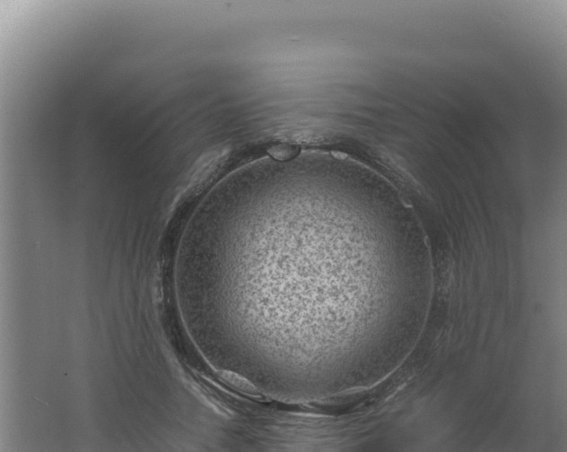 X0000062630738200512231013