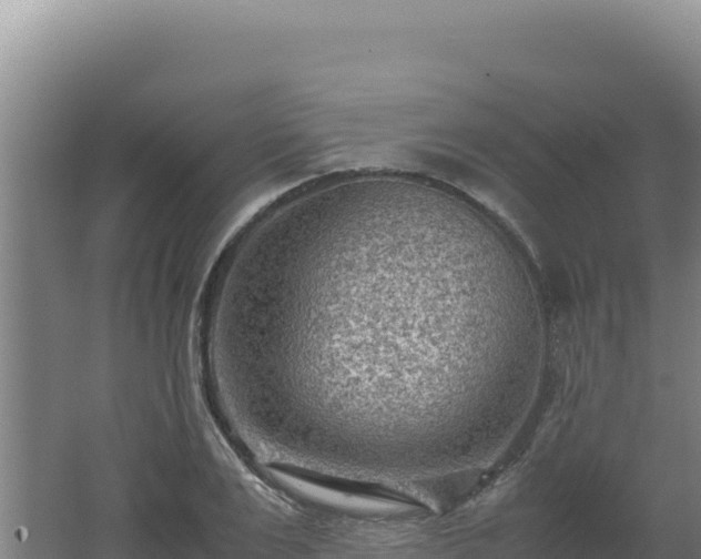 X0000062630983200512231009