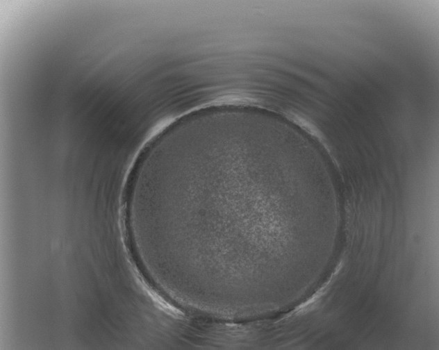 X0000062631029200512231008