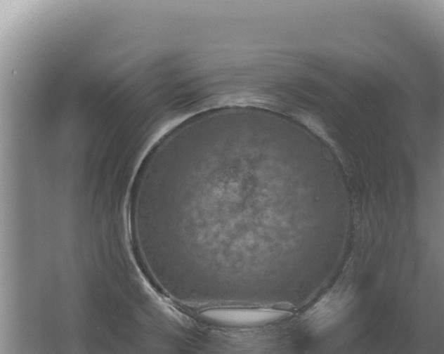 X0000062631032200512231008