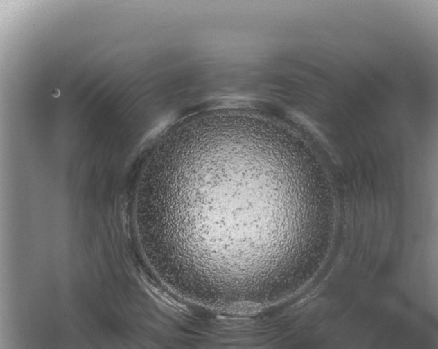 X0000062631403200512231001