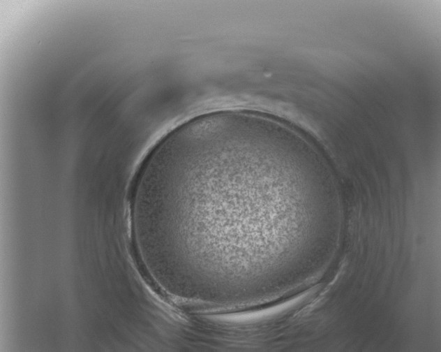 X0000062631509200512230959