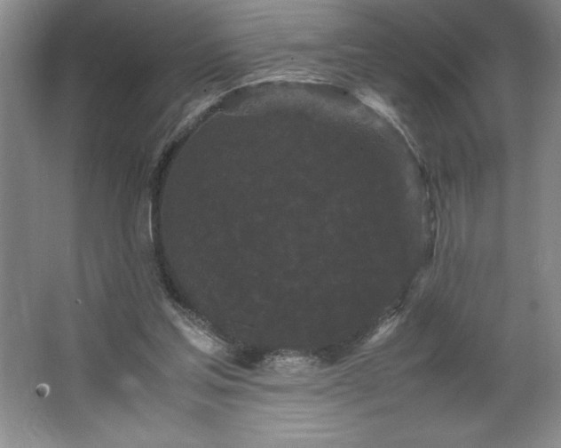 X0000062630205200512281604