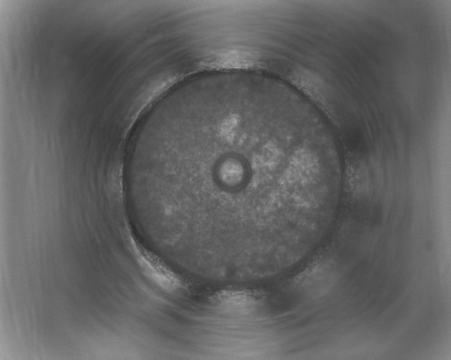 X0000062630534200512281558