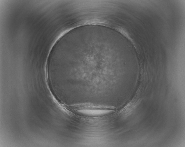 X0000062631032200512281550