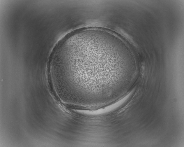 X0000062631264200512281546