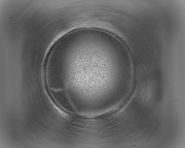 X0000062631517200512281542