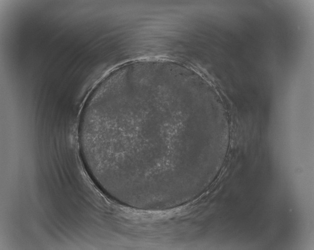 X0000062630002200601041043