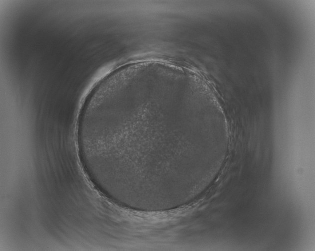 X0000062630006200601041043