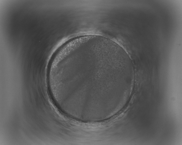 X0000062630008200601041043