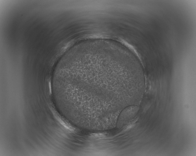 X0000062630061200601041042