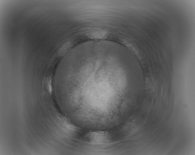 X0000062630069200601041042