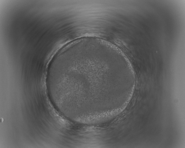 X0000062630098200601041041