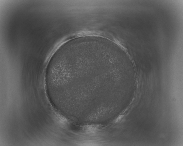 X0000062630103200601041041