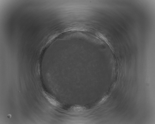 X0000062630205200601041040