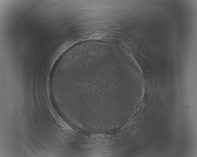 X0000062630242200601041038