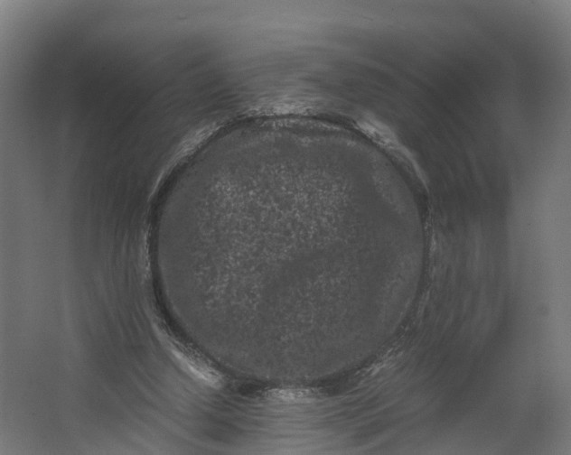 X0000062630250200601041038