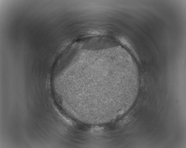 X0000062630257200601041039