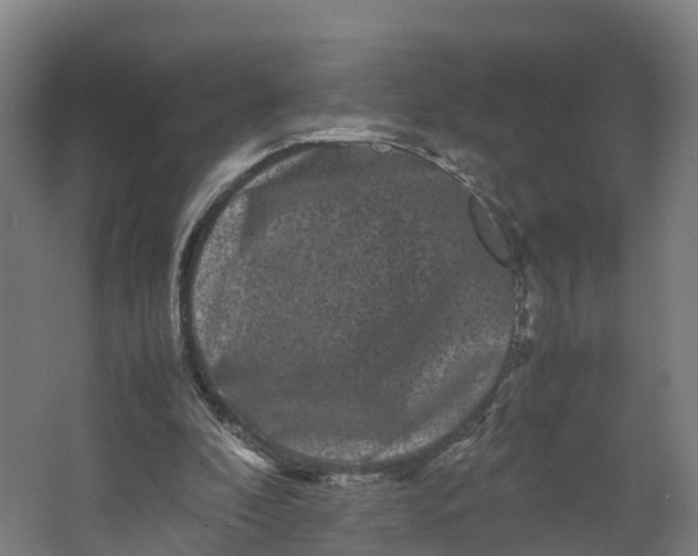 X0000062630296200601041038