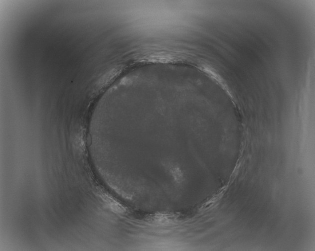 X0000062630305200601041038