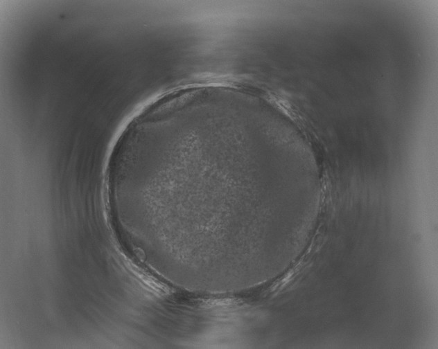 X0000062630342200601041037