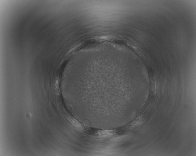 X0000062630378200601041037