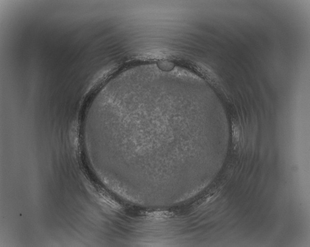 X0000062630396200601041036