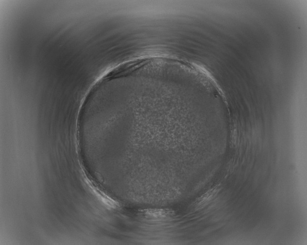 X0000062630439200601041035