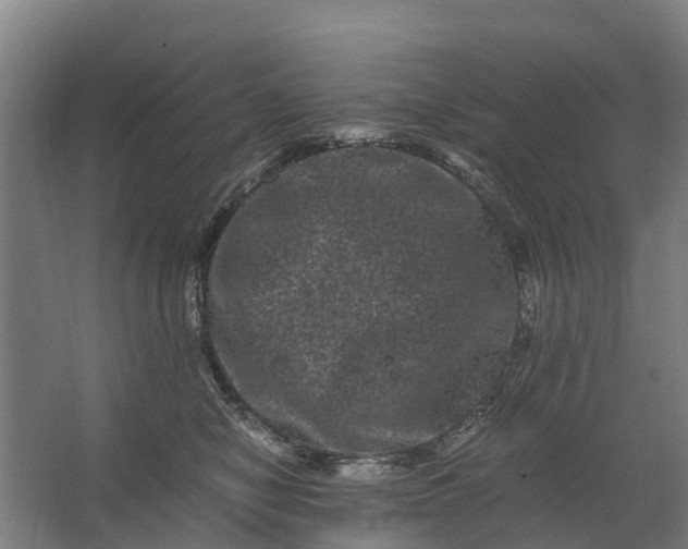 X0000062630470200601041036