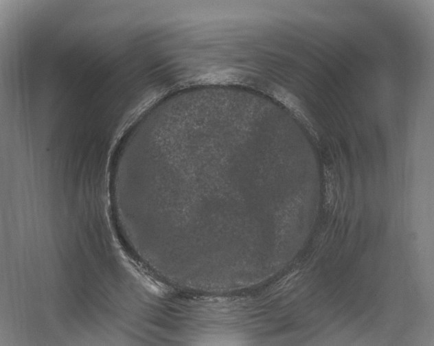 X0000062630486200601041035