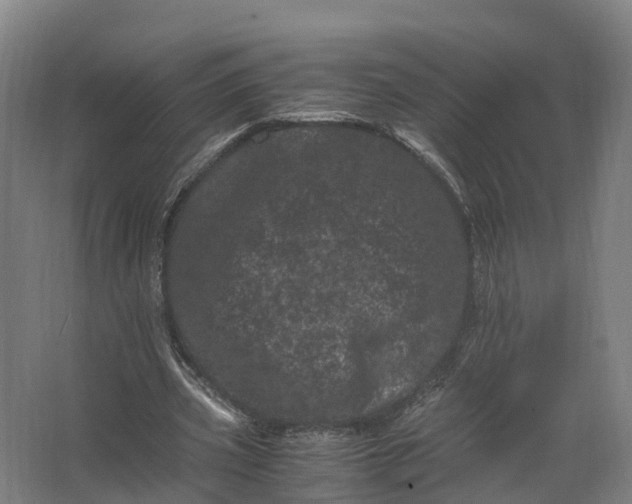 X0000062630533200601041033