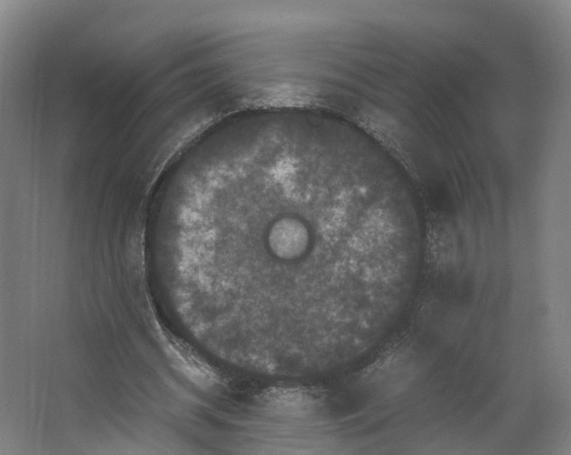 X0000062630534200601041033